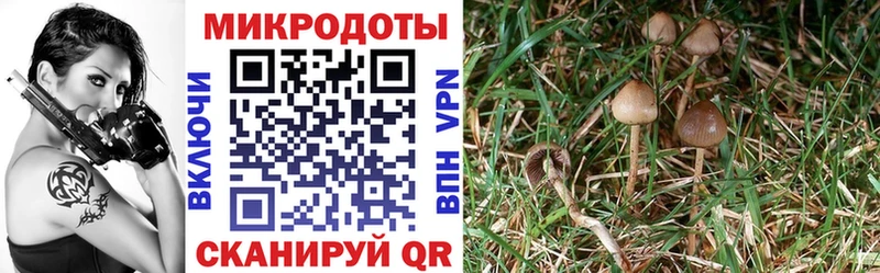 Купить закладки Благодарный Галлюциногенные грибы мицелий